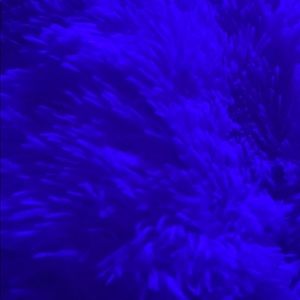 Meet your Posher, Isabella